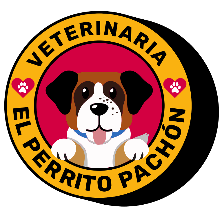 perrito pachon